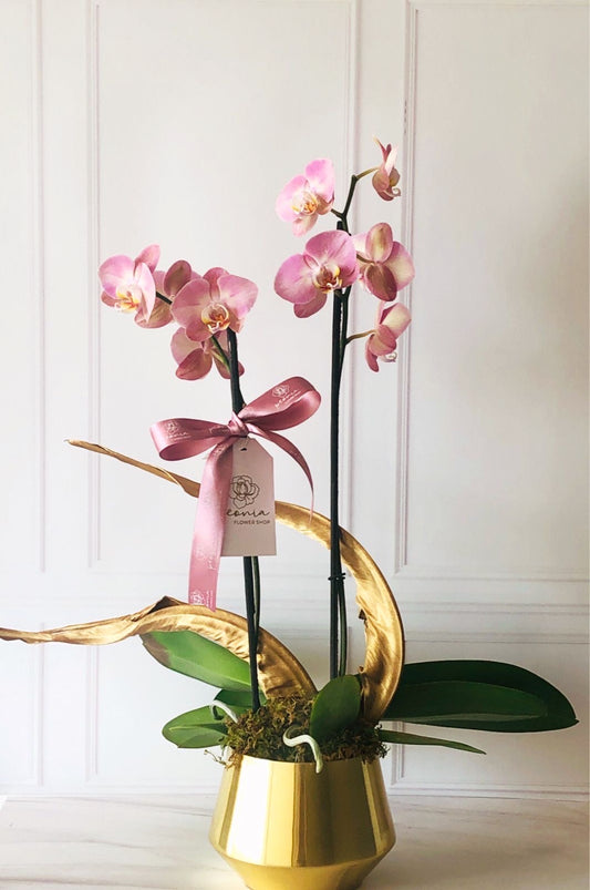 Orquídea Base Dorada