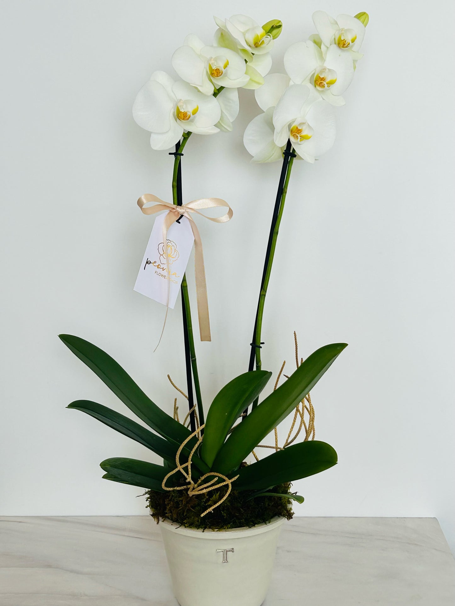 Orquídea Maceta Trinitate