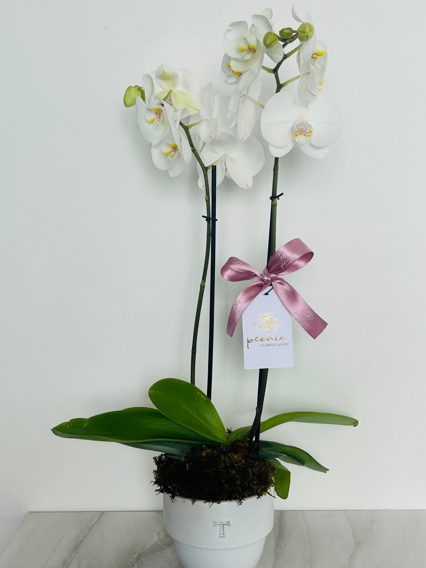 Orquídea Maceta Trinitate